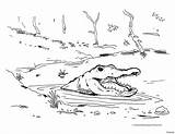Water Alligator Crocodile Coloring Drawing Cute Pages Sheet Getdrawings sketch template