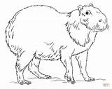 Capybara Coloring Drawing Draw Pages Capybaras Printable Drawings Colouring Outline Animal Step Supercoloring Animals Sheets Sketch Cute 797px 25kb 1000 sketch template