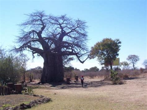 800 Year Old Baobab Tree Kasane Picture Of Kasane