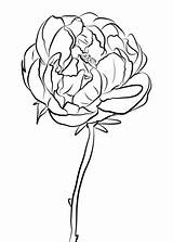 Peony Coloring Pages Flowers Drawing Chinese Flower Printable Line Color Template Getcolorings Getdrawings Categories sketch template