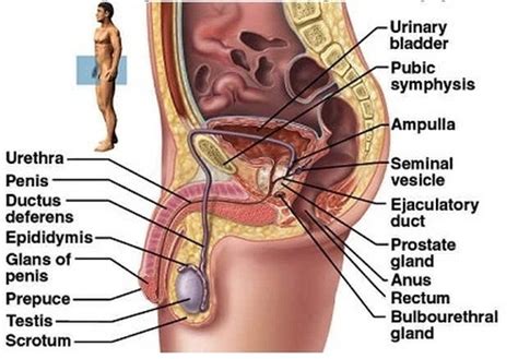 Reproductive System Anatomy And Physiology The Wonders Of