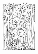 Narciso Colorare sketch template
