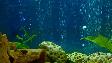 aquarium  fish stock footage video  shutterstock