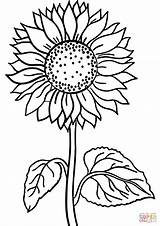 Sunflower sketch template