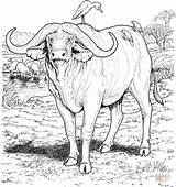 Coloring Buffalo African Pages Printable Animal Colouring Animals Water Outline Wild Cape Adult Drawing Color Baby Drawings Print Kids Supercoloring sketch template