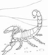 Desierto Escorpion Escorpión sketch template