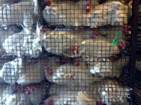 Hidden Video At Alberta Chicken Farm Shows Alleged ‘shocking’ Cruelty