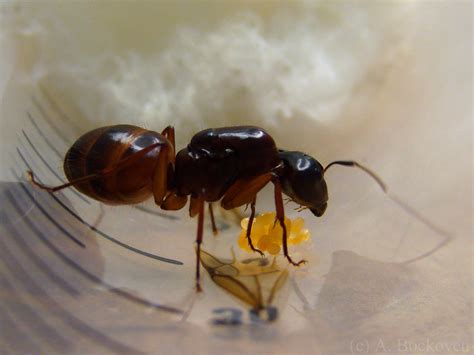 queen ants founding   colony legsmany