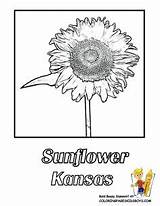 Coloring Pages Flower Iowa State Sunflowers sketch template