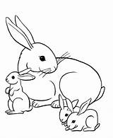 Educativas Conejos Infantiles Conejo sketch template