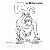 Chimpanzee Coloring Pages Handwriting Practice Chimp Print Confused Lovely Library Popular sketch template