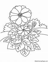 Zinnia Coloring Garden Pages sketch template
