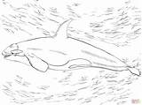 Orca Ausmalen Ausmalbild Killer Orka Killerwal Orque Supercoloring Kostenlos Colorare Wal Malvorlage Kolorowanki Ballena Disegni Kolorowanka Ausdrucken Malvorlagen Orcas Kinderbilder sketch template