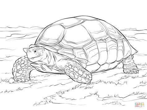 lets stimulating tortoise colouring pages inquiring spy  guffaw
