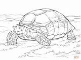 Tortoise Sulcata Tortuga Turtles Reptiles Africana Espolones Adults Imprimir sketch template