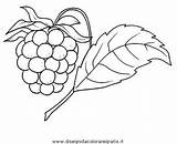 Lampone Himbeere Ausmalen Disegno Alimenti Malvorlage Frutta sketch template
