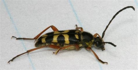 black  yellow longhorn beetle  backyard arthropod project
