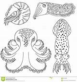 Coloring Cuttlefish Designlooter Cephalopods Drawn Hand Book 4kb 1300 sketch template