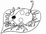Buburuza Bug Grouchy Colorat Ladybugs Frunza Planse Desene Pe Copilul Animale Futute Cai Femei Animate sketch template