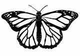 Butterfly Monarch Outline Line Drawing Template Butterflies Flying Clipartmag Icon sketch template