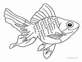 Fish Coloring Pages Saltwater Line Realistic Drawing Real Bae Salt Vector Getdrawings Printable Getcolorings Goldfish Color Aquarium Colorings sketch template