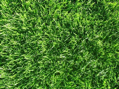 gambar alam menanam halaman rumput padang rumput tekstur daun