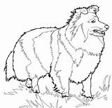 Shetland Sheepdog Berger Coloriage Imprimer Ausmalbild Kleurplaten Hond Collie Honden sketch template