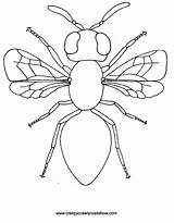 Insetos Insect Crawlies Pintar sketch template