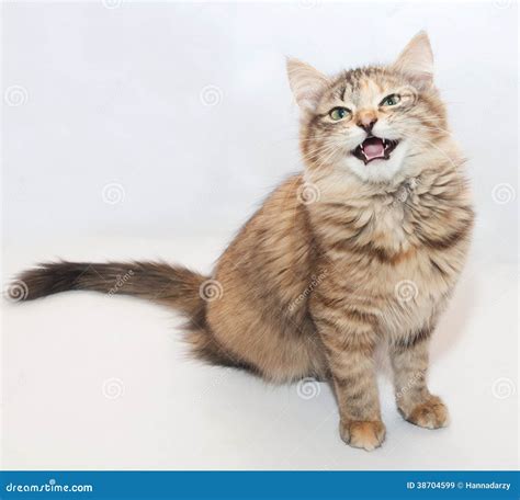 tricolor fluffy kitten meowing sitting stock image image  tricolor
