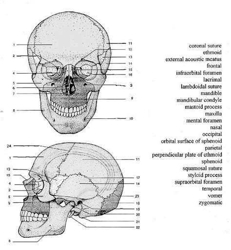 printable coloring pages anatomy coloring book skull anatomy