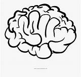 Cervello 120kb sketch template