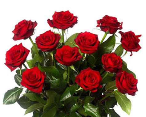 prachtige rode rozen bloemisterij de madelief