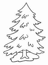 Evergreen Coloring Pages Tree Getcolorings Outline Color Printable sketch template