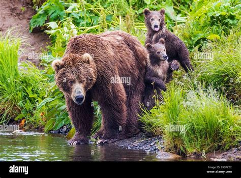 female sow brown bear ursus arctos middendorffi  cubs frazer