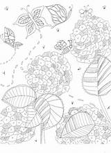 Hydrangeas Downloadable sketch template