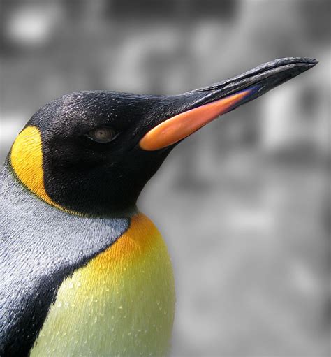 fileking penguin portraitjpg wikipedia