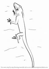 Anolis Draw Drawing Step Tutorials Lizards Drawingtutorials101 sketch template