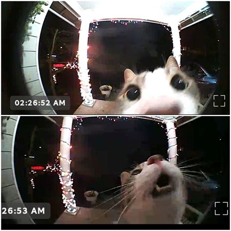 Burglar Cat Caught On Camera Peoplefuckingdying