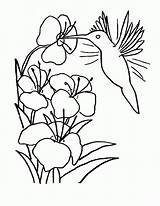 Koliber Kolorowanki sketch template