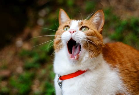 red cat  open mouth wallpapers  images wallpapers pictures
