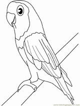 Parakeet Coloring Pages Printable Parrots Birds Color Online sketch template