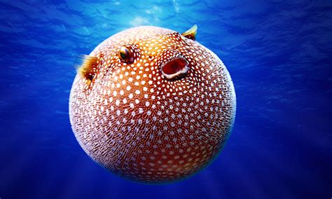 pufferfishes hold  breath  inflated atgrrlscientist