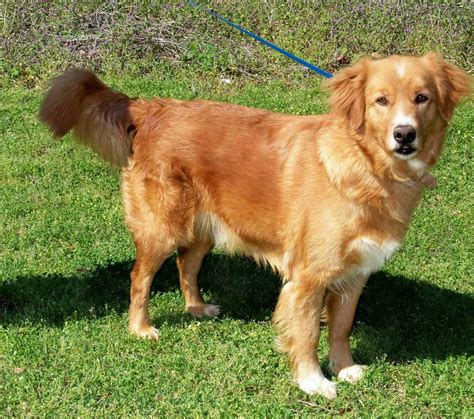 golden retriever mix  adoption petsidi