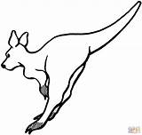 Kaenguru Kangaroo Mewarnai Hinten Kangguru Springendes Malvorlage Kangaroos Ausmalbild Onlinecoloringpages sketch template