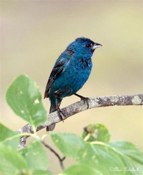blue bunting birdforum opus birdforum