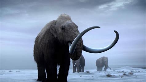 resurrecting  woolly mammoth  unnecessary show  scientific hubris genetic