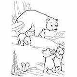 Cub Bear Coloring 230px 82kb sketch template