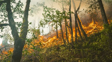 amazon rainforest fires      college  natural resources news