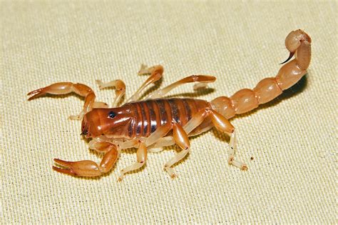 common types  scorpions  arizona   contributors