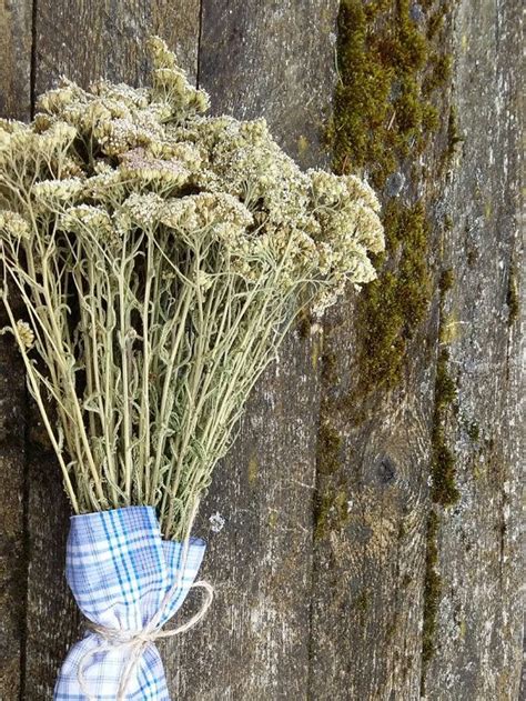 Rustic Dried Flower Bouquet Yarrow Achillea Millefolium